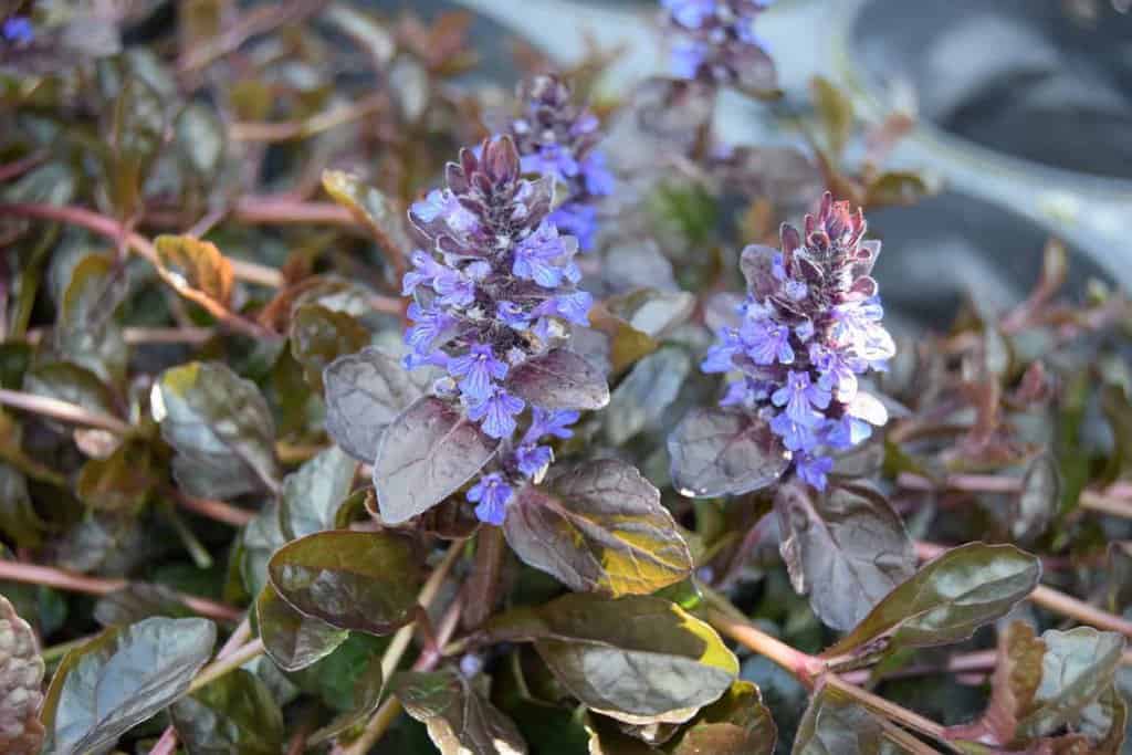 Ajuga reptans 'Atropurpurea' ---